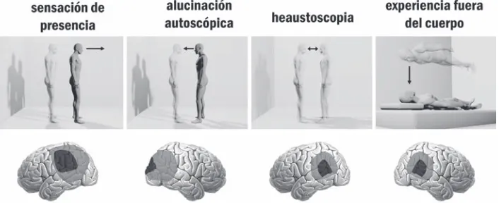 Figura 9–1. Fenómenos autoscópicos y regiones cerebrales implicadas. Los cuatro principales fenó-menos autoscópicos son la alucinación autoscópica, la experiencia fuera del cuerpo, la heautoscopia y la sensación de presencia