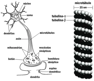 Figura 2-3. Esquema de una neurona y sus componentes (A), y de un microtúbulo (B)Los microtúbulos filamentos y los microfilamentos, uno de los tres componentes proteicos delcitoesqueleto, que deter-(MTs) son estructuras cilíndricas y huecas de 25 nm de diá