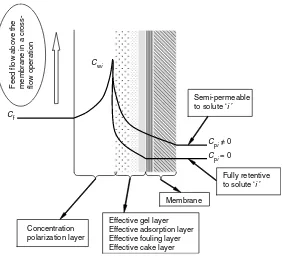 Fig. 2.3 Differential ‘slice’ of a pressure-driven liquid filtration process also showing concentration including any surface layer; polarization and fouling (adapted and modified from Pellegrino, 2002)
