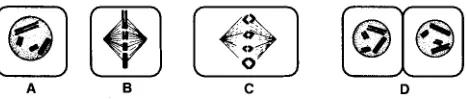 Fig. 2.1nucleo, RbCpcasecrecion (exocilosis),Esquema combinado de un corte longitudinal de una celula eucarioti- (celula vegetal) (segun SIDE)