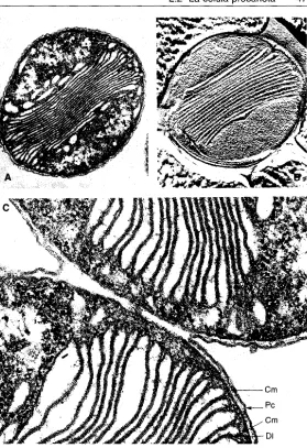 Fig. 2.22Micrografiaconseguida par criofractura (A electronica de una bacteria marina oxidadora del nitrito,Nitrosococcus oceanus
