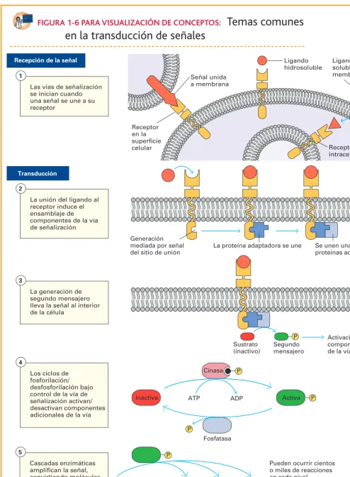 FIGURA 1-6 PARA VISUALIZACIÓN DE CONCEPTOS: Temas comunes 