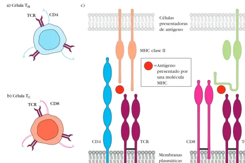 FIGURA 1-8 Células T.actúan como células citotóxicas. c) Las células CD4 El receptor de célula T (TCR), una molécula de ﬁ jación de antígeno, es clave para el funcionamiento de los linfocitos T
