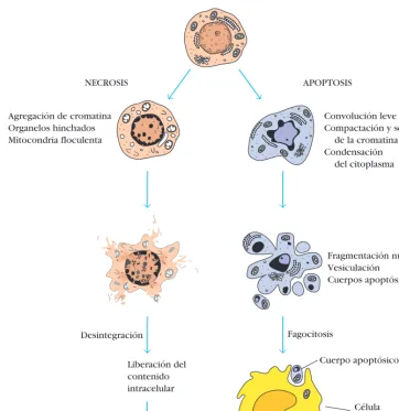 CUADRO 2-2 Genes que regulan la apoptosis