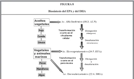 FIGURA 8
