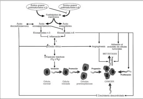 Fig. 2.—Hipótesis de los mecanismos por los que los ácidos grasos de la serie n-3 y n-6 suprimen o promueven la carcinogénesis, res-pectivamente (modificado de Lasson y cols.)20.