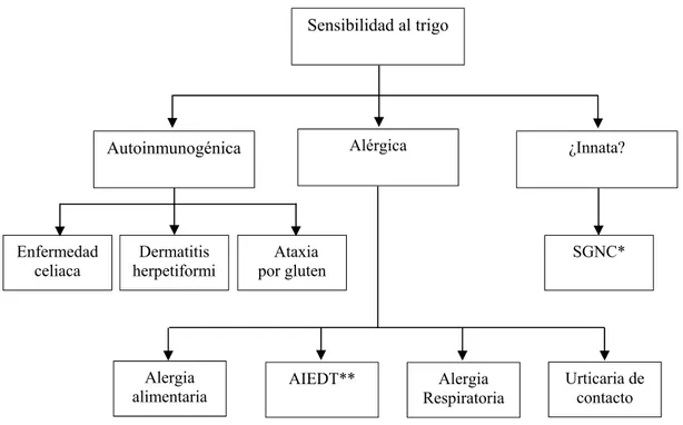 Figura  1-  Clasificación  de  las  patologías  asociadas  al  trigo  (Scherf  y  col.,  2016);  *Sensibilidad  al  gluten no celiaca; **Anafilaxia inducida por ejercicio dependiente del trigo 
