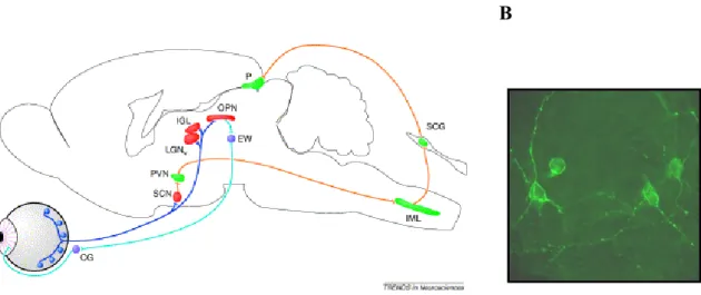 Figura 7: Principales proyecciones neuronales de las células ganglionares intrínsecamente fotosensibles  en distintas áreas del cerebro de ratón 