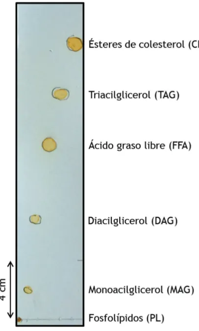 Figura C.1. Separación de distintas clases de lípidos por cromatografía en capa fina (TLC)