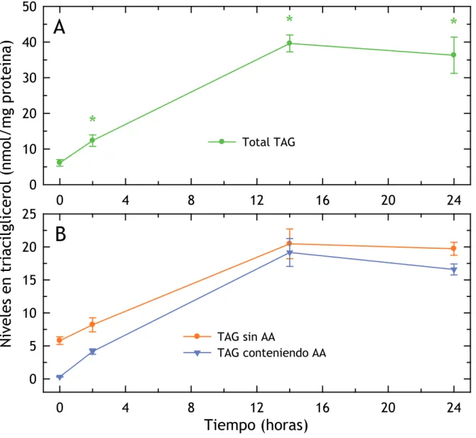 Figura D.4. El AA en períodos prolongados de incubación induce la síntesis de TAG. Los monocitos  humanos se incubaron con 10 mM AA durante los tiempos indicados, siendo el control sin tratar el  tiempo 0