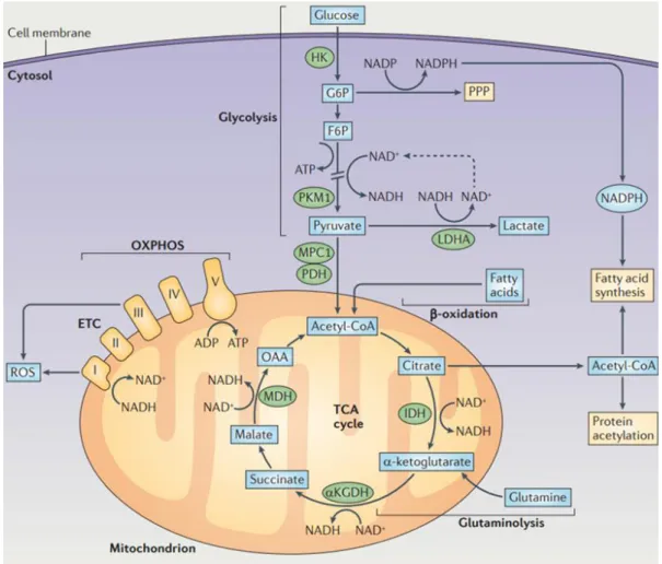Figura  6.  Principales  rutas  metabólicas  en  células  dendríticas.  La  vía  de  la  glucólisis  permite  la  importación de glucosa y su conversión a piruvato en el citosol