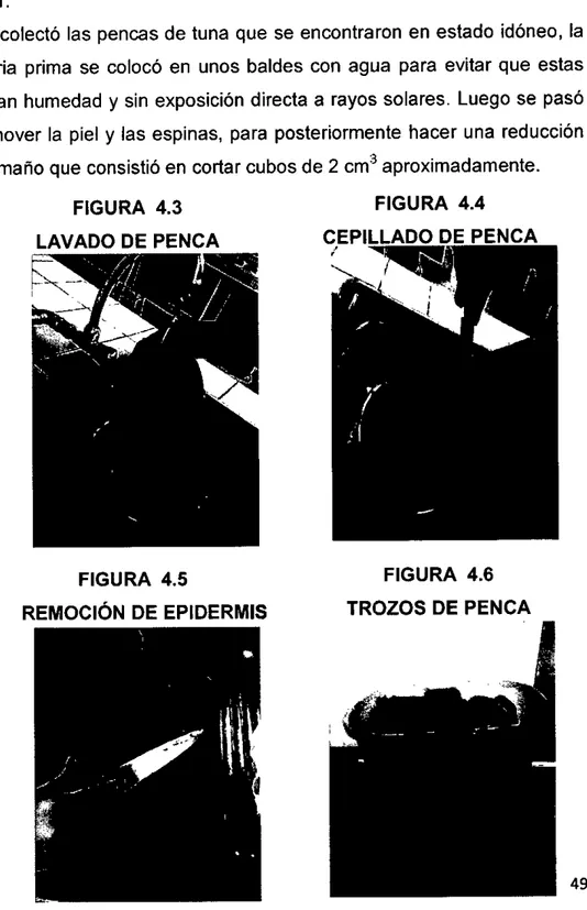 FIGURA 4.3  LAVADO DE PENCA  FIGURA 4.5  REMOCIÓN DE EPIDERMIS  FIGURA 4.4  CEPILLADO DE PENCA FIGURA 4.6 TROZOS DE PENCA 