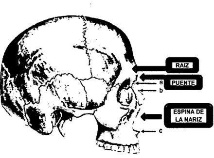 Figura 2.2 Sutura Cigo-Maxilar 