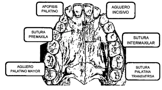 Figura 2.4 Hueso maxilar superior 