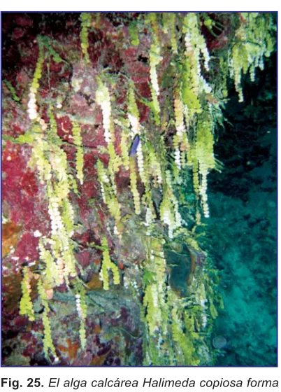 Fig. 24. Blanqueamiento de los corales.