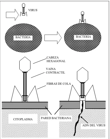 FIGURA 2.8:  INFECCIÓN  VIRAL DE UNA BACTERIA  