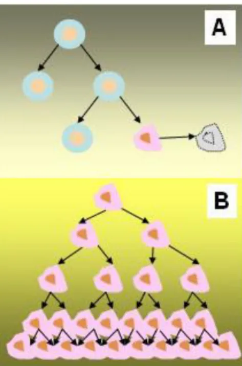 Figura  1.  División  celular  normal  y  descontrolada.    A.  Se    aprecia  como  la  célula  sufre  un  proceso  ordenado  de  nacimiento,  división  y  muerte