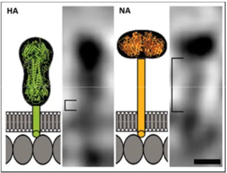 Figura  2.  Esquema  de  la  estructura  tridimensional  de  los  dominios  membrana  y  transmembrana de las proteínas hemaglutinina (HA) y neuraminidasa (NA)