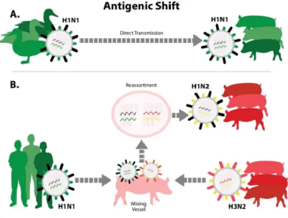 Figura 5. Mecanismos de reemplazo antigénico de los virus de la gripe. Fuente: Sandbulte MR  et al