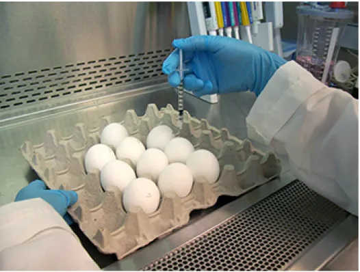 Figura 23. Proceso de inoculación manual de virus de la gripe en huevos embrionados de  gallina