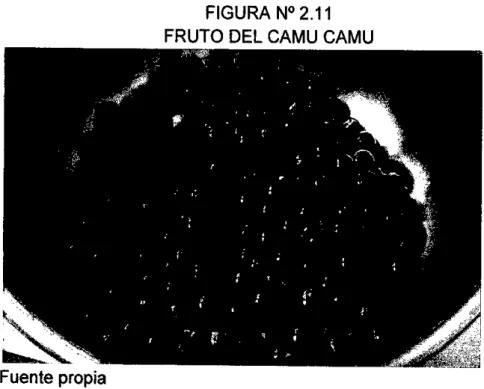 FIGURA N°2.11  FRUTO DEL CAMU CAMU 