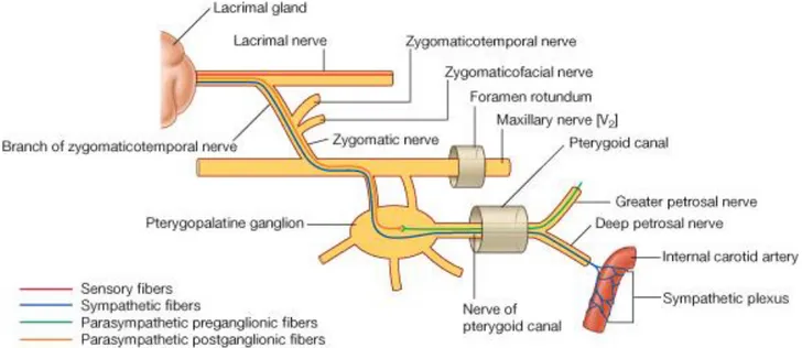 Figura 2: Inervación Simpática y Parasimpática de la Glándula Lagrimal 8 .