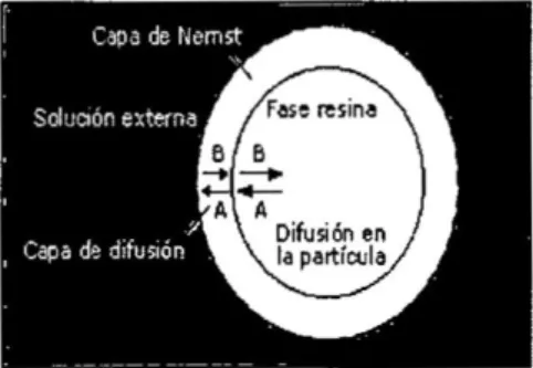 Figura N° 2.3 Proceso de difusién de la resina l Caps da l.=i-r.'-;r  -Seluoor exrx:-rna F° 030°'° 031l 035° 