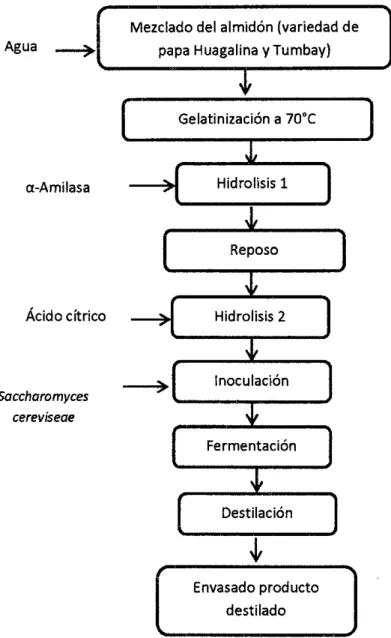 Figura 7. Proceso de obtención del vodka de variedades de papa  Fuente: Benavides y Pozo (2008) 