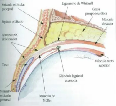 Figura 11. Anatomía del párpado