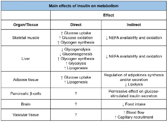 Table 4:  Direct  and indirect  effects  of  insulin  on  metabolic  processes.  Modified  from  Newsholme and  Dimitriadis 43 