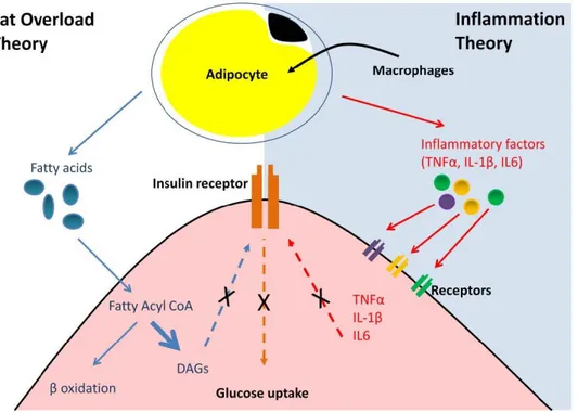 Figure 5: The two general theories to explain insulin resistance; fat overload theory (white background  on the left) and inflammation theory (grey background on the right) 86 