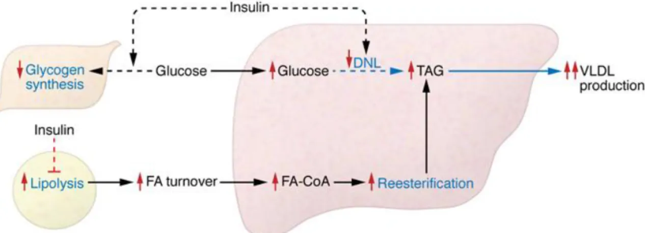 Figure 6: Liver, skeletal muscle and adipose tissue insulin resistance 68 . 