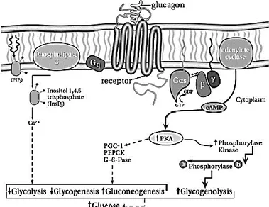 Figure 8: Glucagon hepatic signaling pathway 128 . 