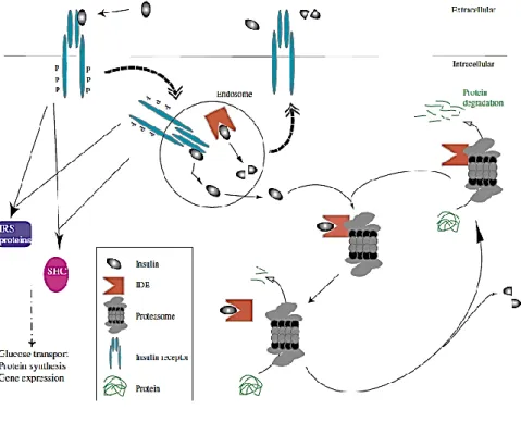 Figure 11: Schematic diagram of how insulin degradation acts to inhibit the proteasome 167 