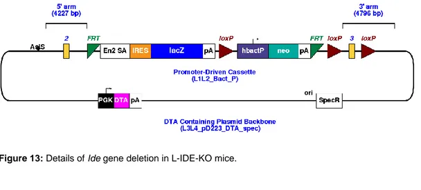 Figure 13: Details of Ide gene deletion in L-IDE-KO mice. 