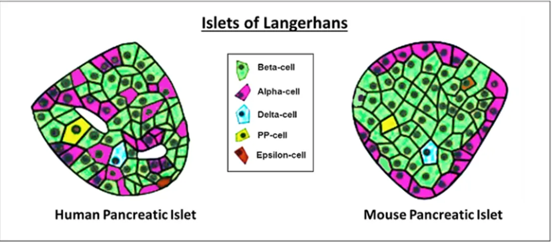 Figure 7: Architecture of human and mouse pancreatic islet. The image is adapted from  [51]