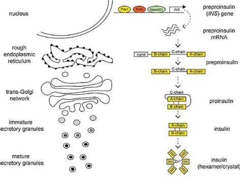 Figure 9: Insulin biosynthesis. Insulin maturation along the granule secretory pathway
