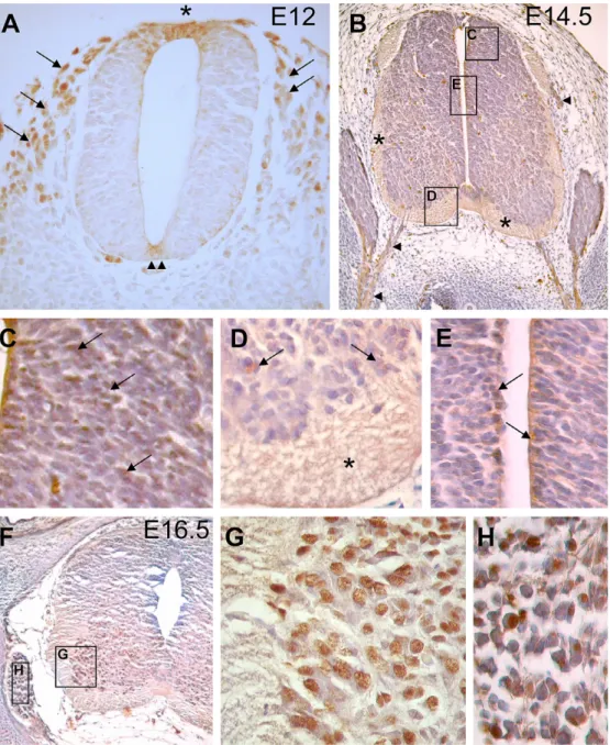 Fig. 1. IL-1b immunolabelling in the spinal cord at the level of the forelimb anlage of rat embryos