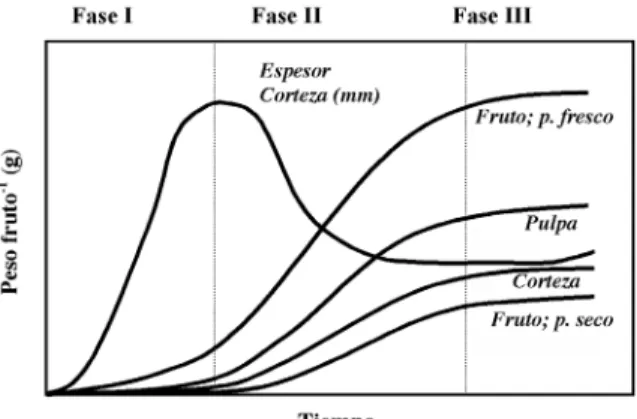 Figura 1. Las fases del desarrollo de un fruto cítrico. Adaptado de Bain, 1958.