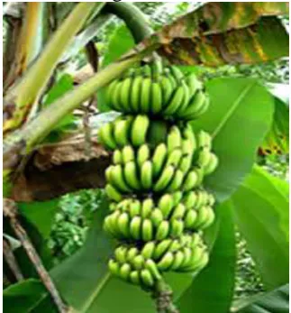 Figura 2. Fruto de la platanera. 