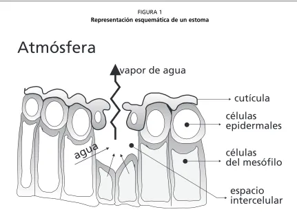 FIGURA 1