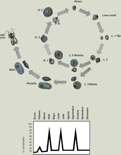 Figura 2: Ciclo biológico del piojo blanco
