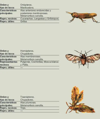 Figura 1: Clasificación de los órdenes más importantesde insectos en agricultura.