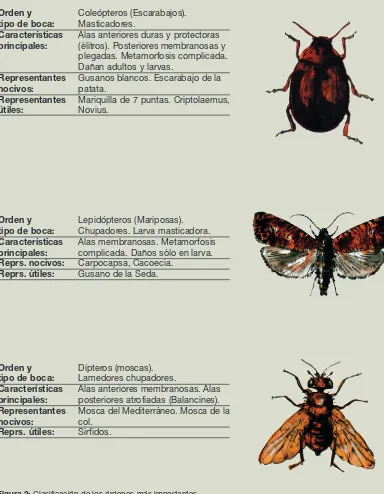 Figura 2: Clasificación de los órdenes más importantesde insectos en agricultura.