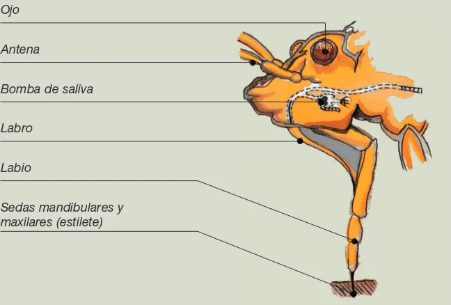 Figura 4: Cabeza de un insecto chupador.