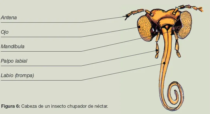 Figura 6: Cabeza de un insecto chupador de néctar.