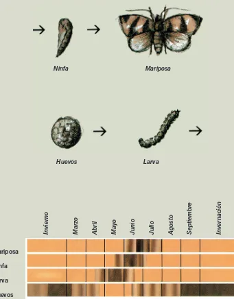 Figura 7: Ciclo evolutivo de un insecto con metamorfosiscompleta (Oruga cigarrera o cacoecia).