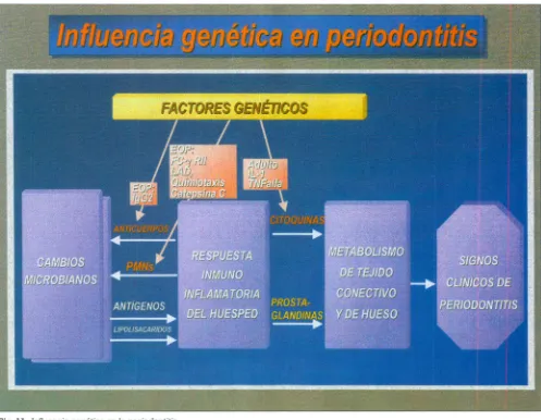 Fig. 11. Influenciagenéticaen la periodontitis.