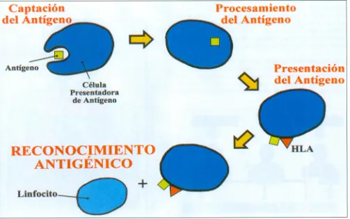 Fig. 3. Reconocimientoy procesamientodel antígeno.