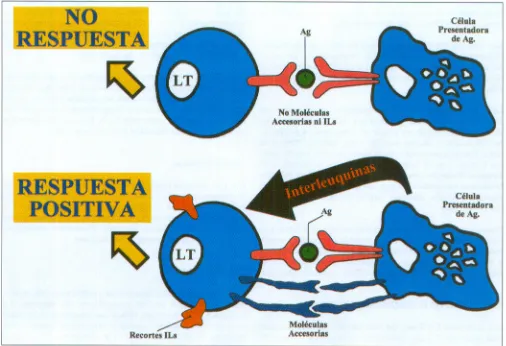 Fig. 4. Respuesta positiva y No respuesta en el reconodrnientoantigénico.